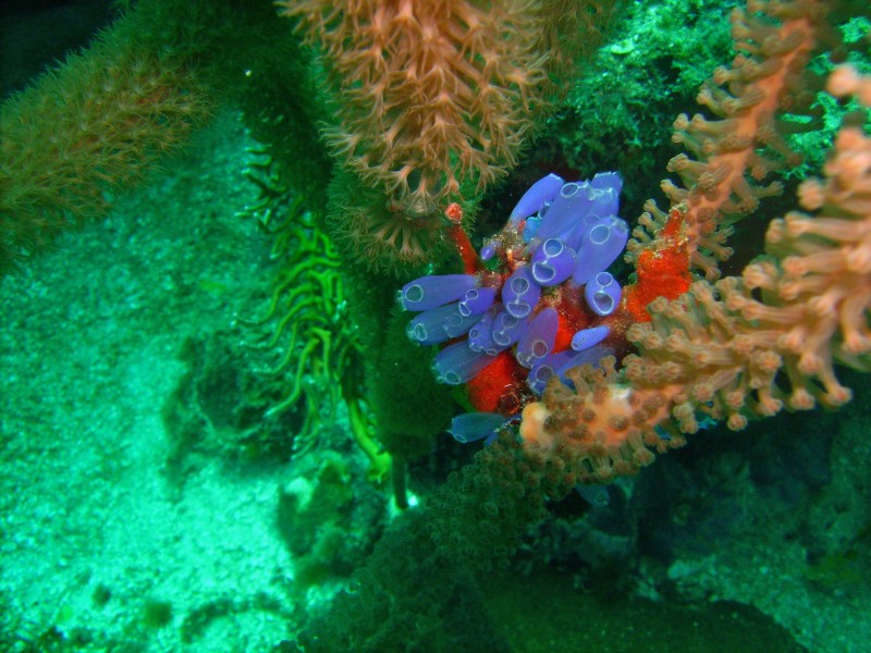 ../Images/waterblue bell tunicut.jpg